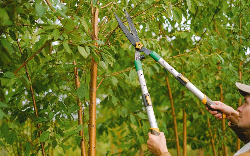 Tree trimming in Crary, ND