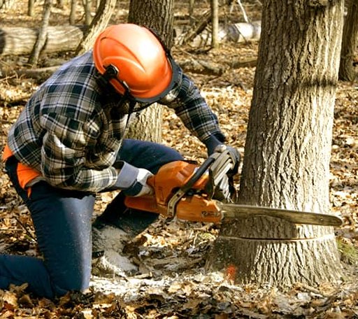 Tree Removal in Crary, ND